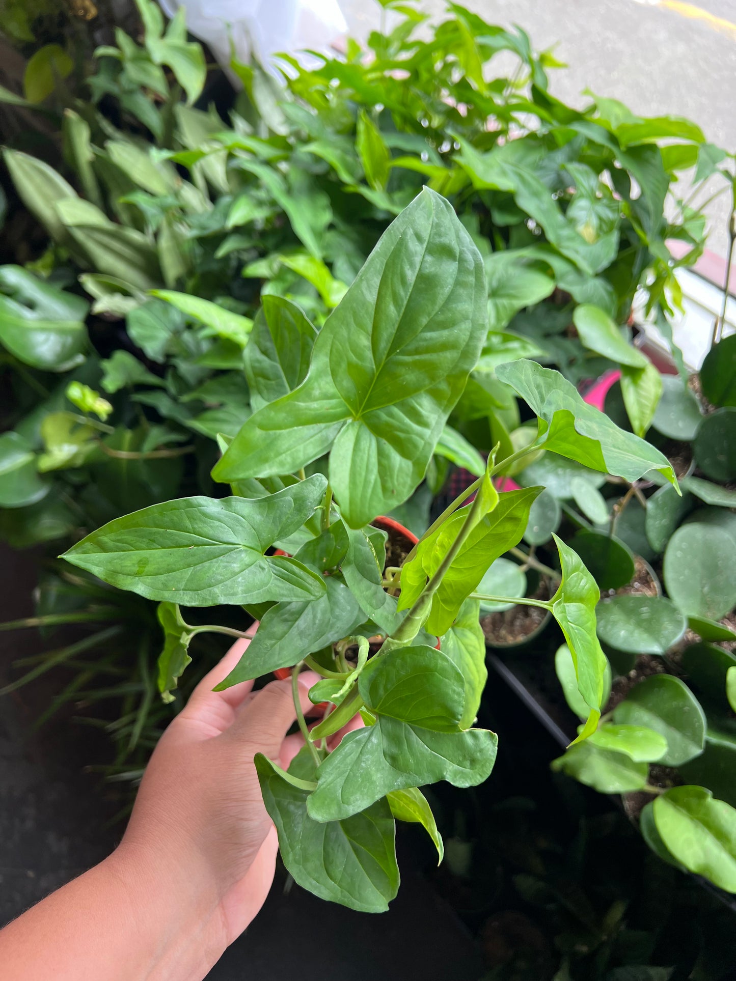 Syngonium Green Butterfly