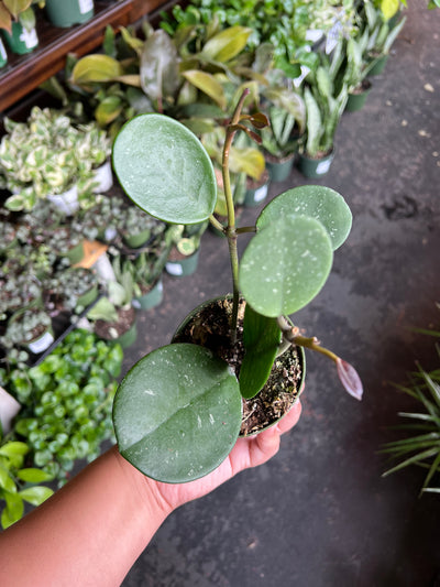 Hoya Obovata