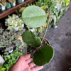 Hoya Obovata