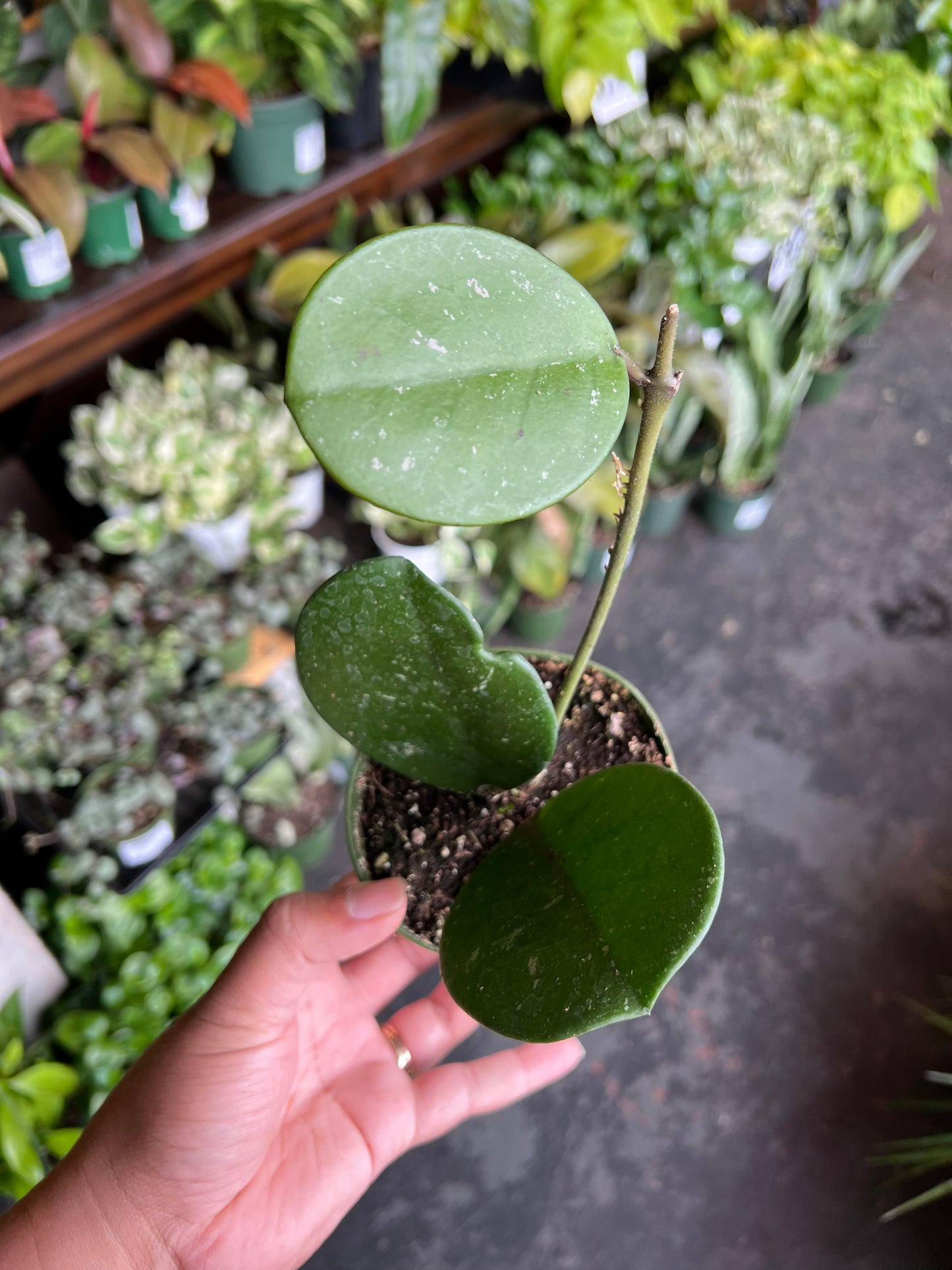 Hoya Obovata