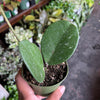 Hoya Obovata