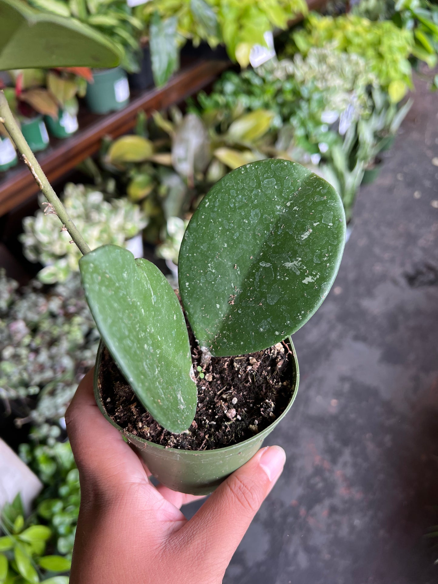 Hoya Obovata