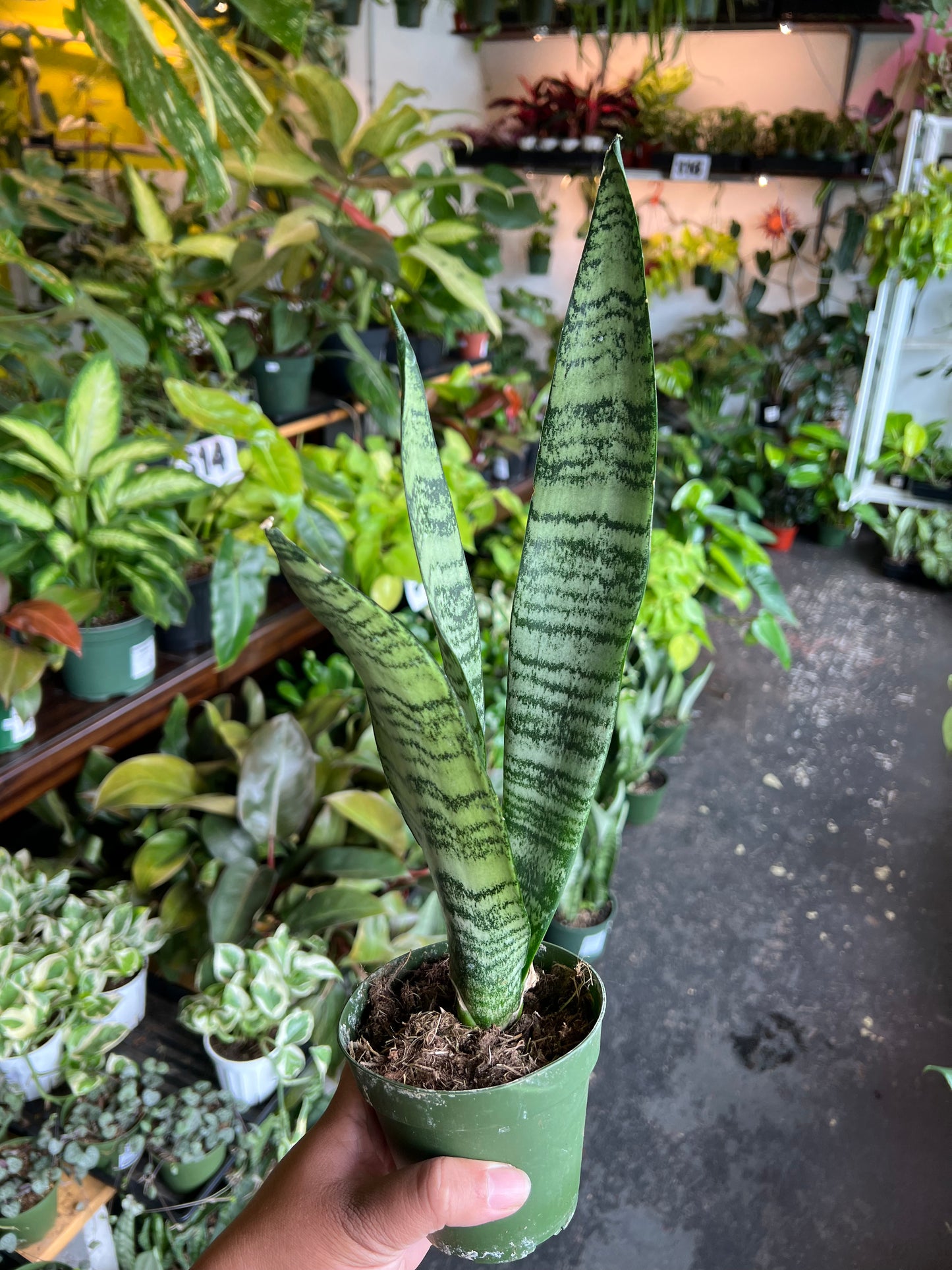 Snake Plant 'Zeylanica'