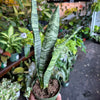 Snake Plant 'Zeylanica'