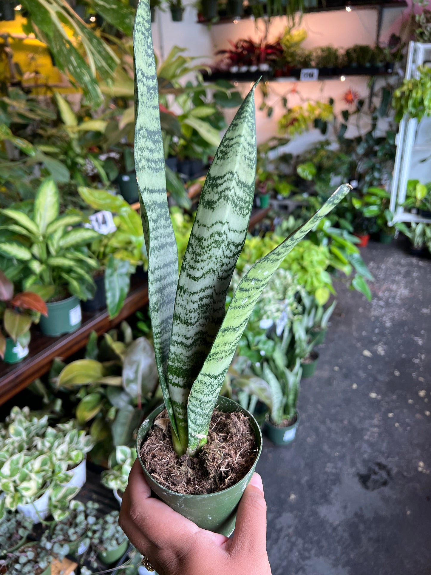 Snake Plant 'Zeylanica'