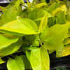 Pothos 'Neon'