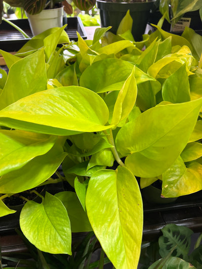 Pothos 'Neon'