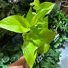 Pothos 'Neon'