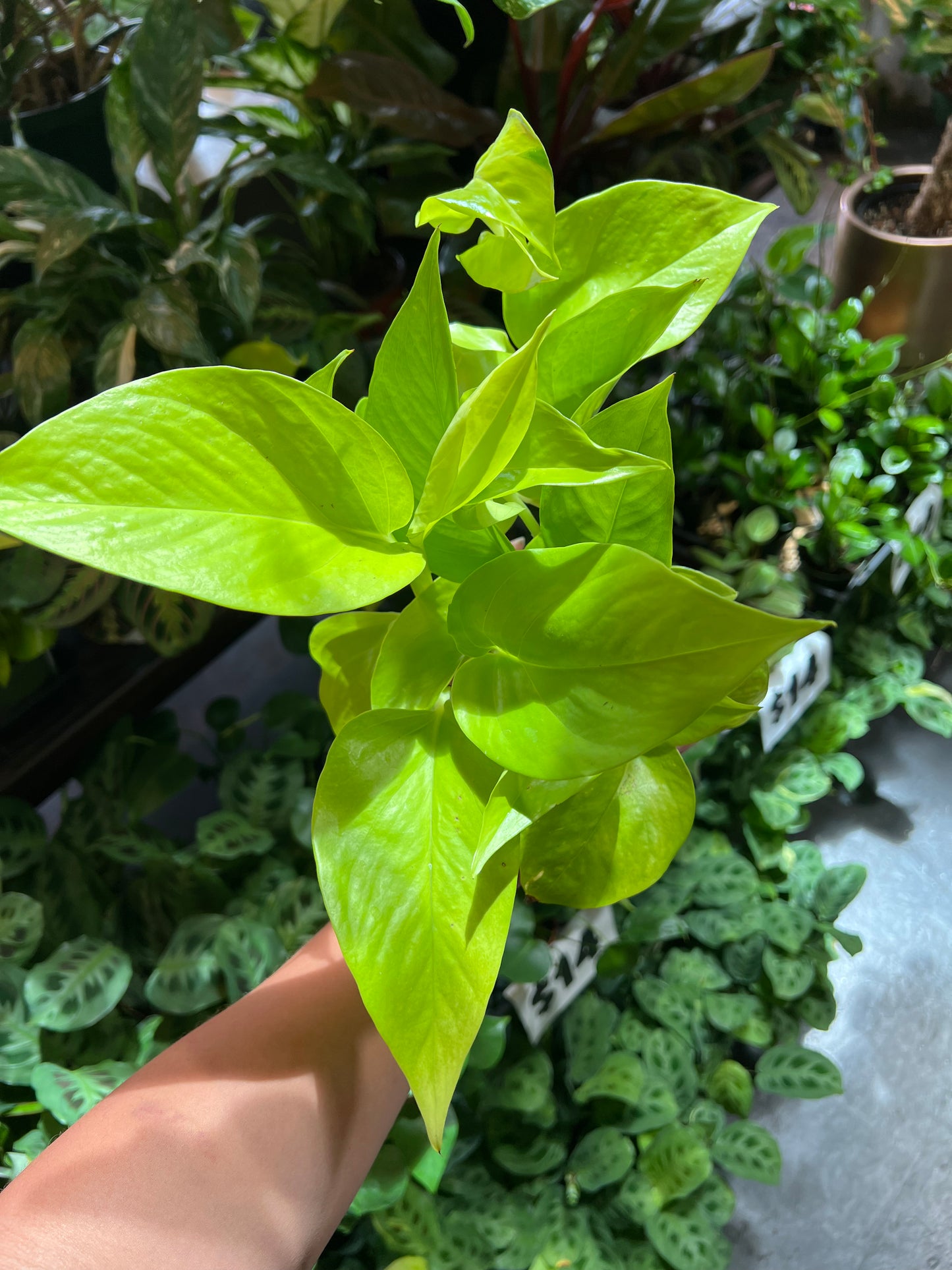 Pothos 'Neon'