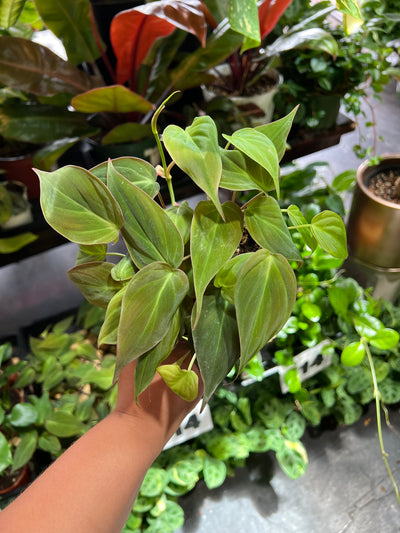 Philodendron 'Micans'