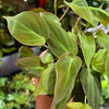 Philodendron 'Micans'