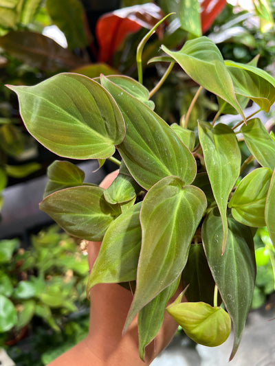 Philodendron 'Micans'