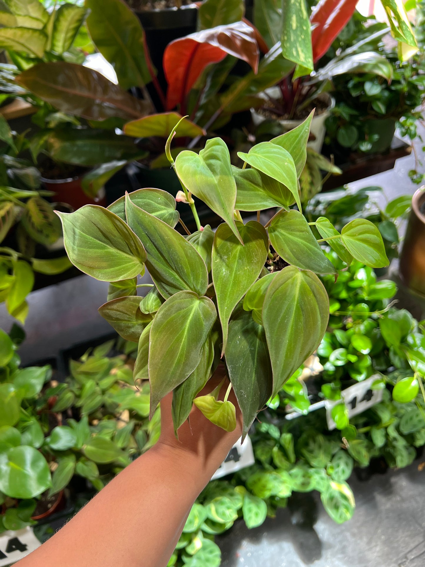 Philodendron 'Micans'