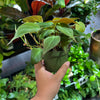 Philodendron 'Micans'