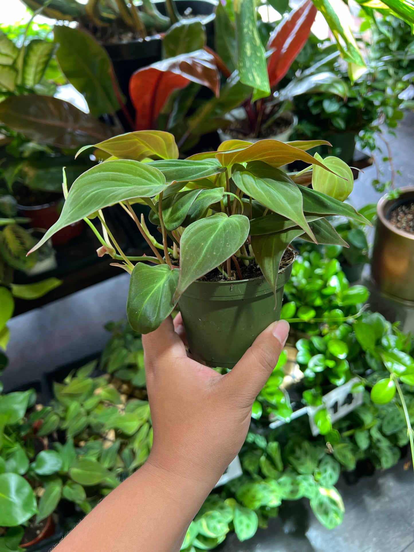 Philodendron 'Micans'