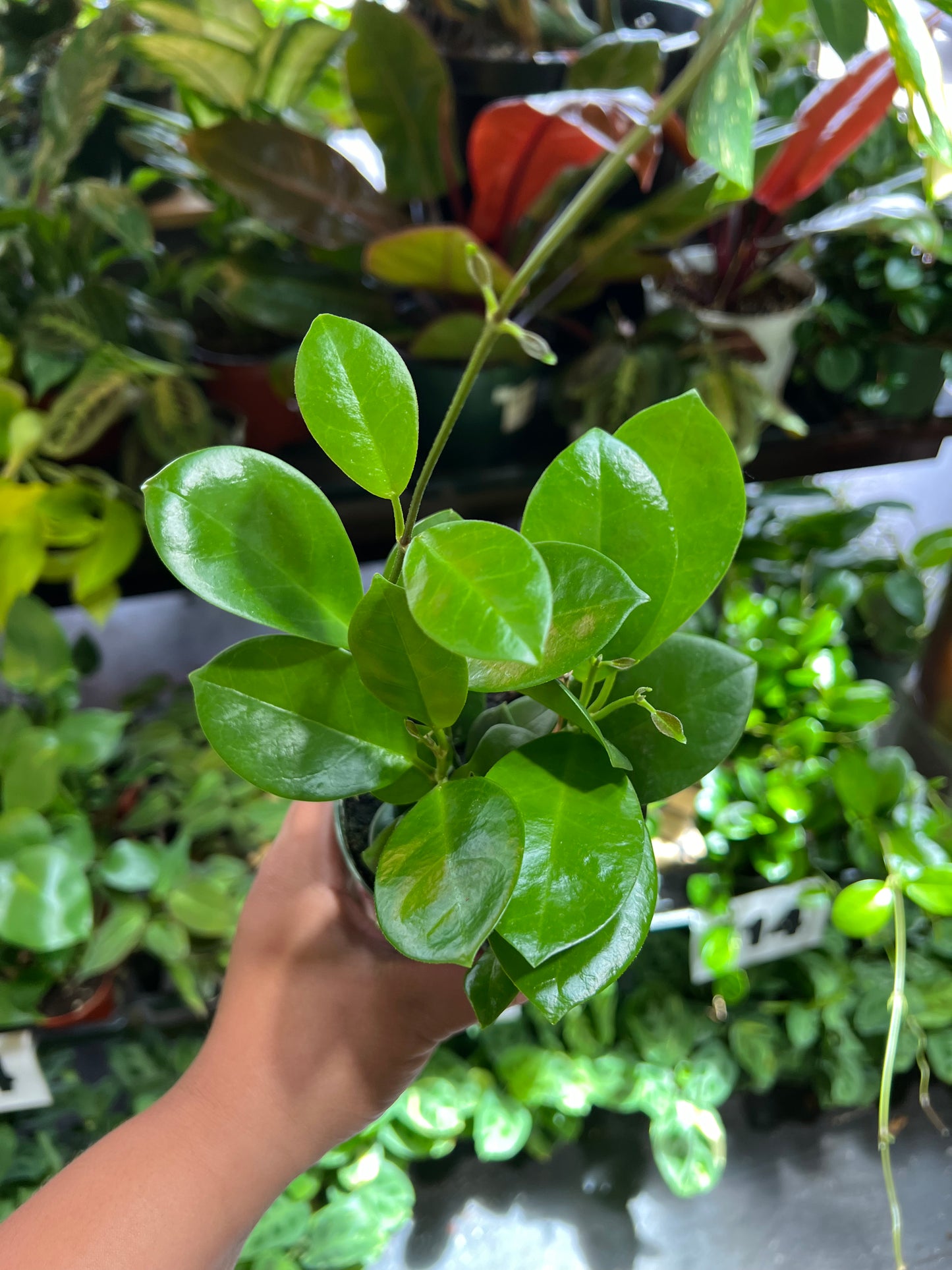 Hoya 'Australis'