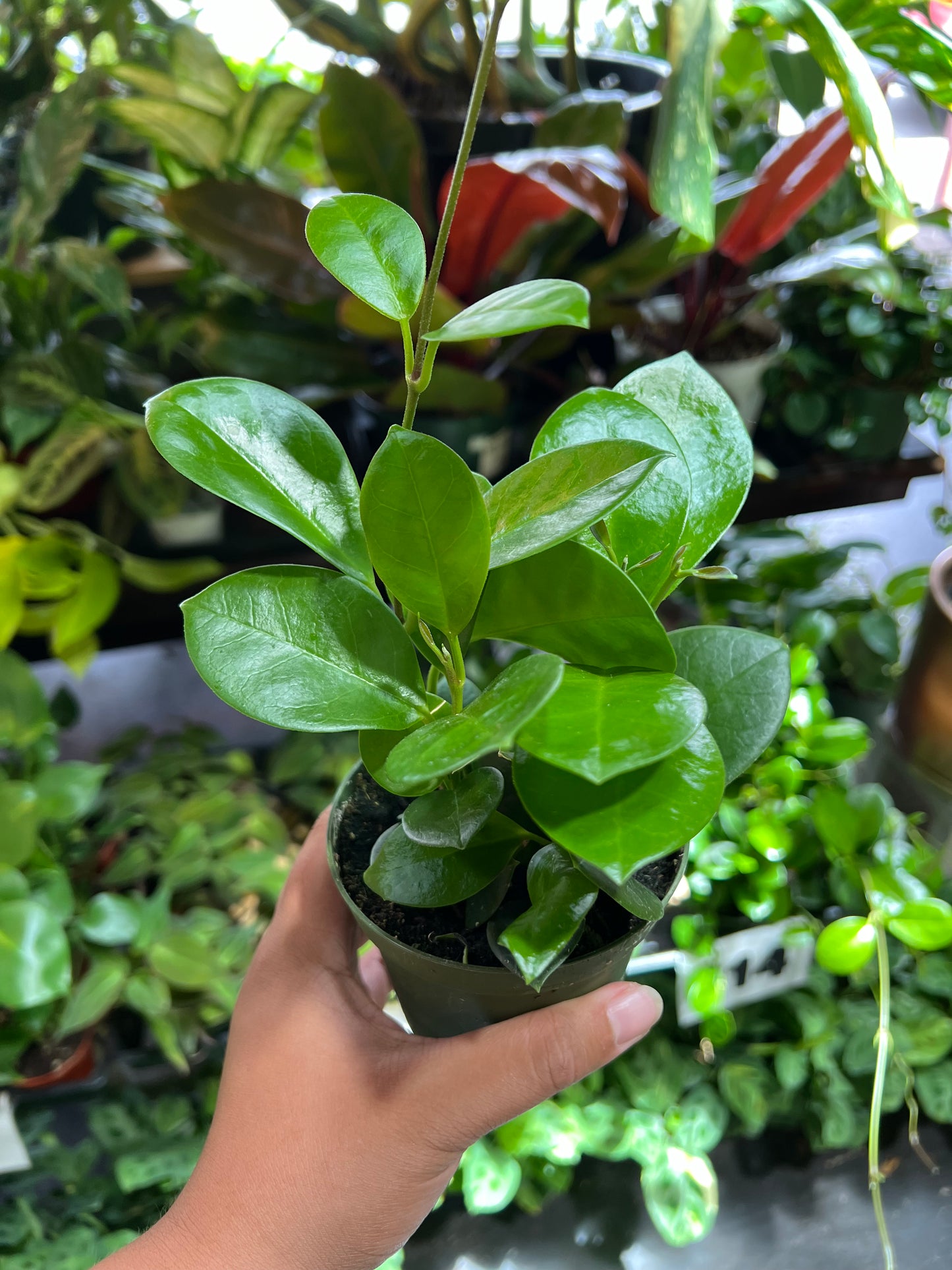 Hoya 'Australis'