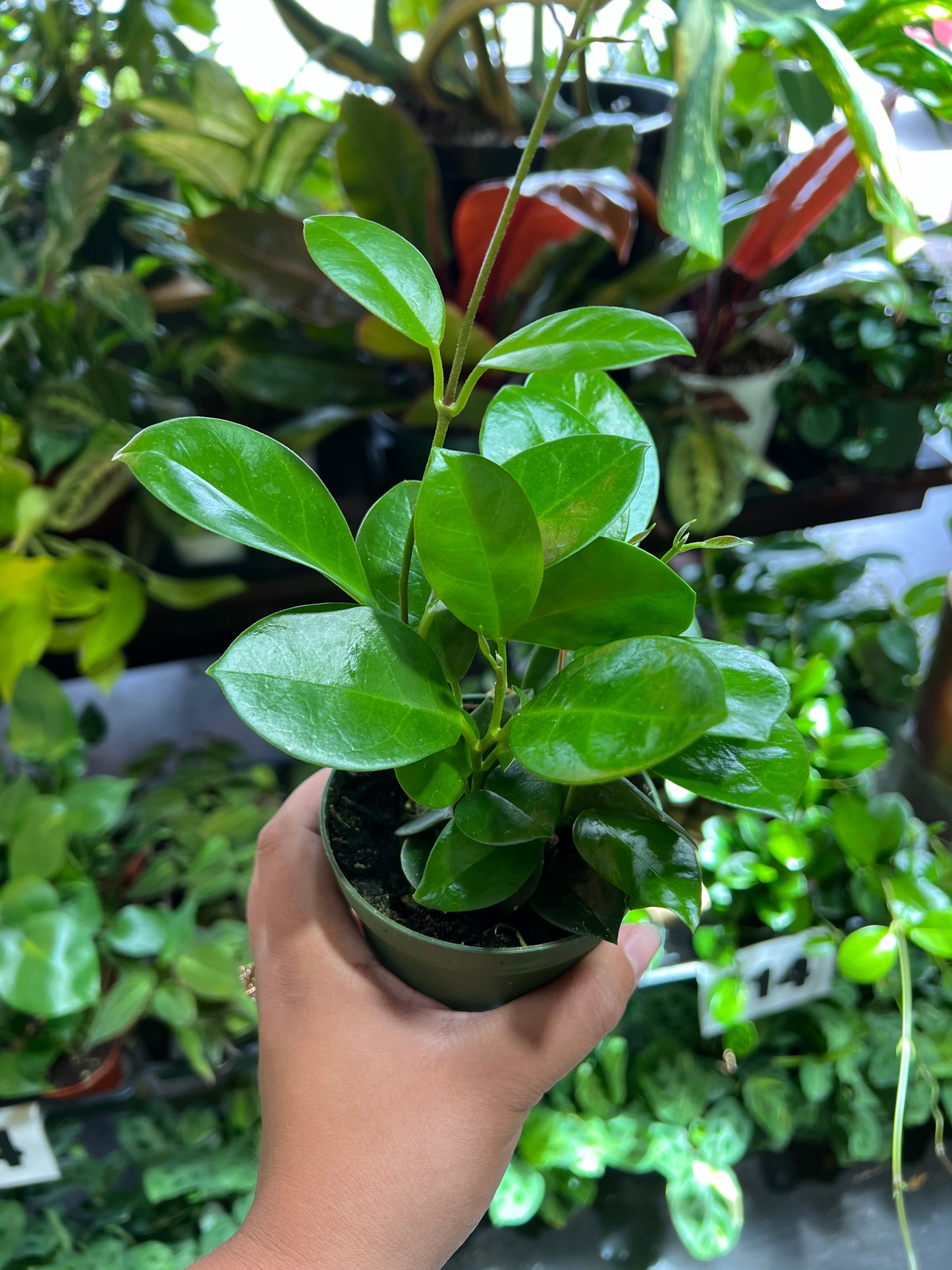 Hoya 'Australis'