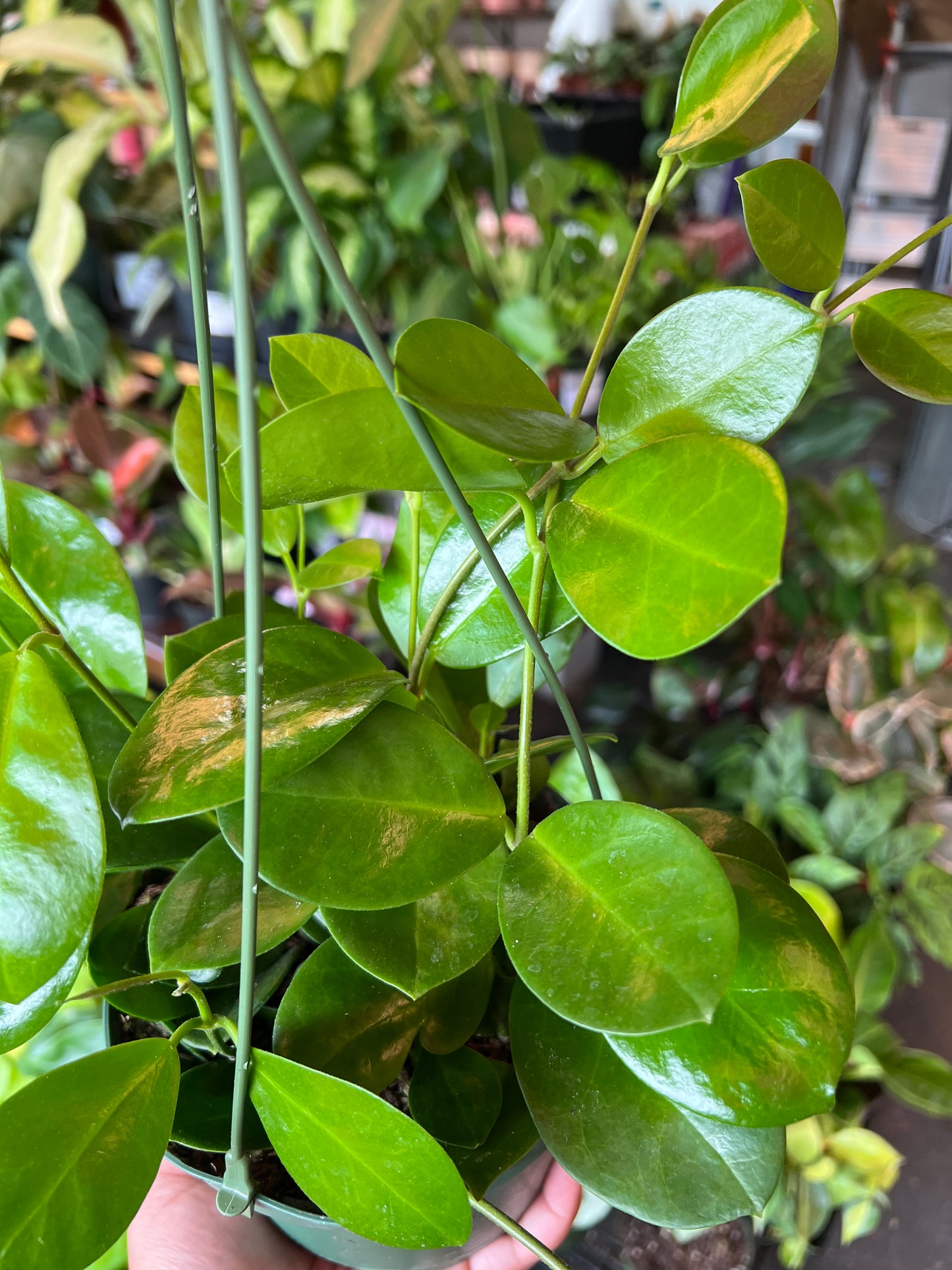 Hoya 'Australis'