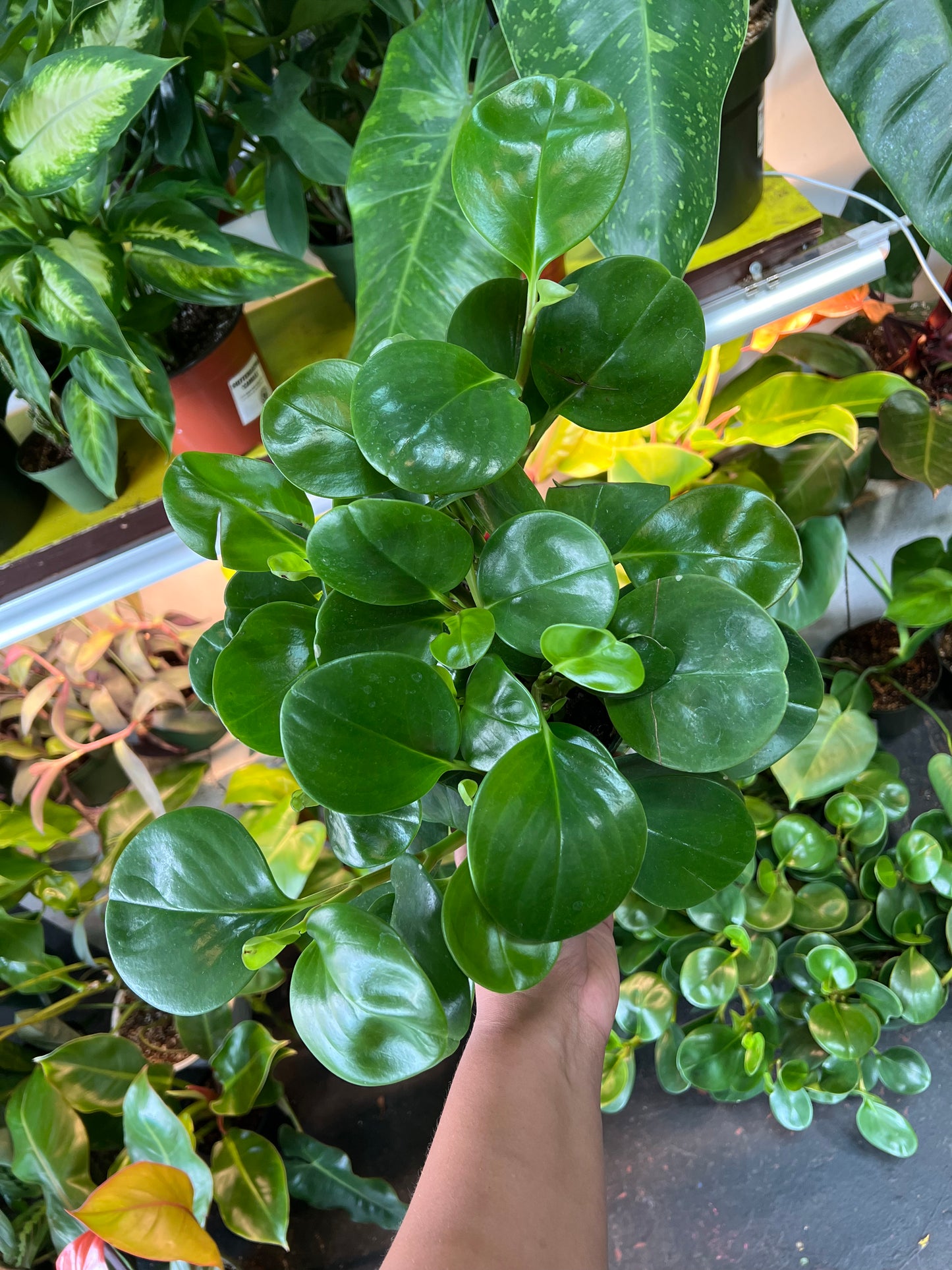 Peperomia ’Green’