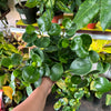 Peperomia ’Green’