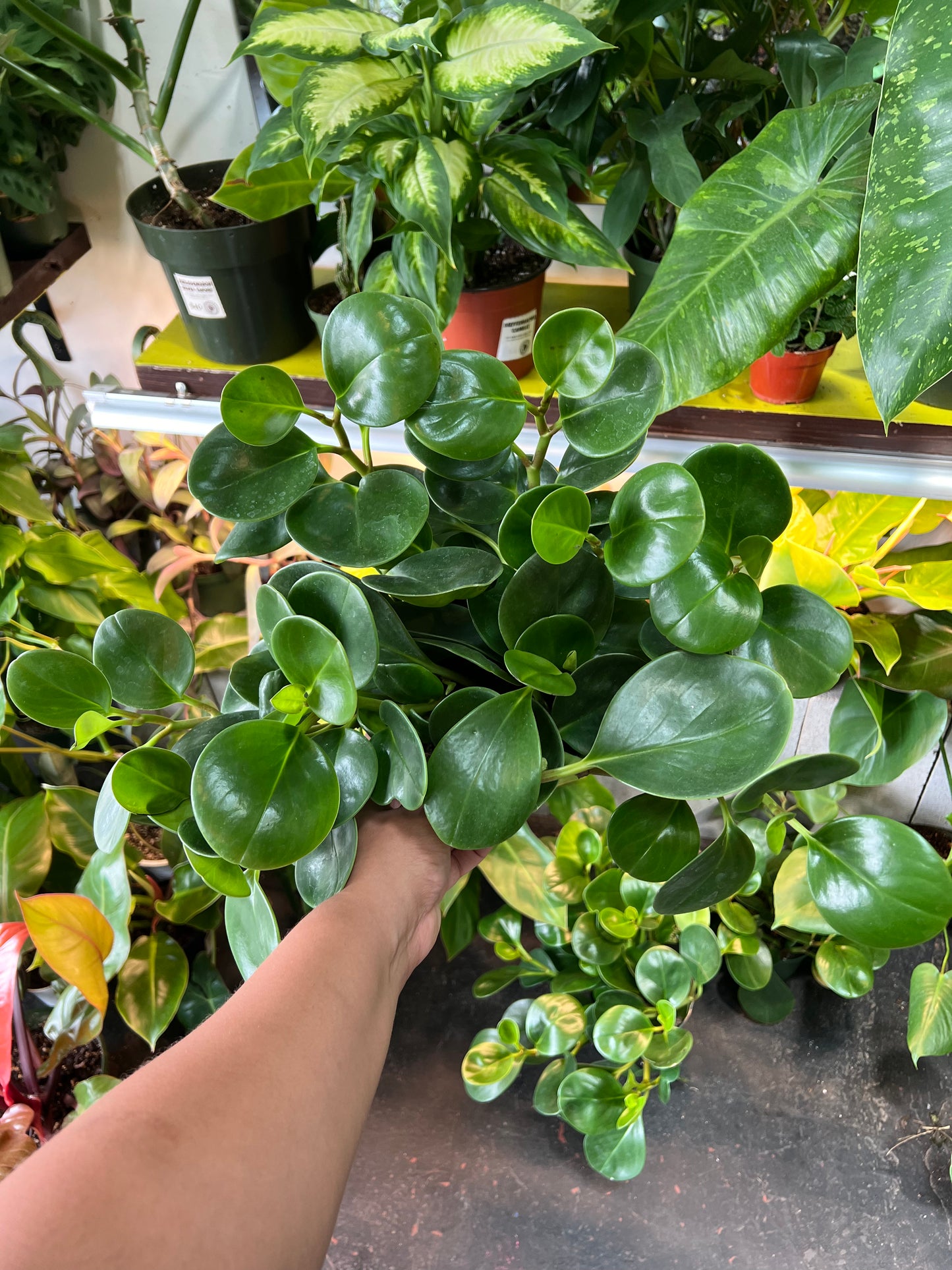 Peperomia ’Green’