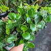 Peperomia ’Green’