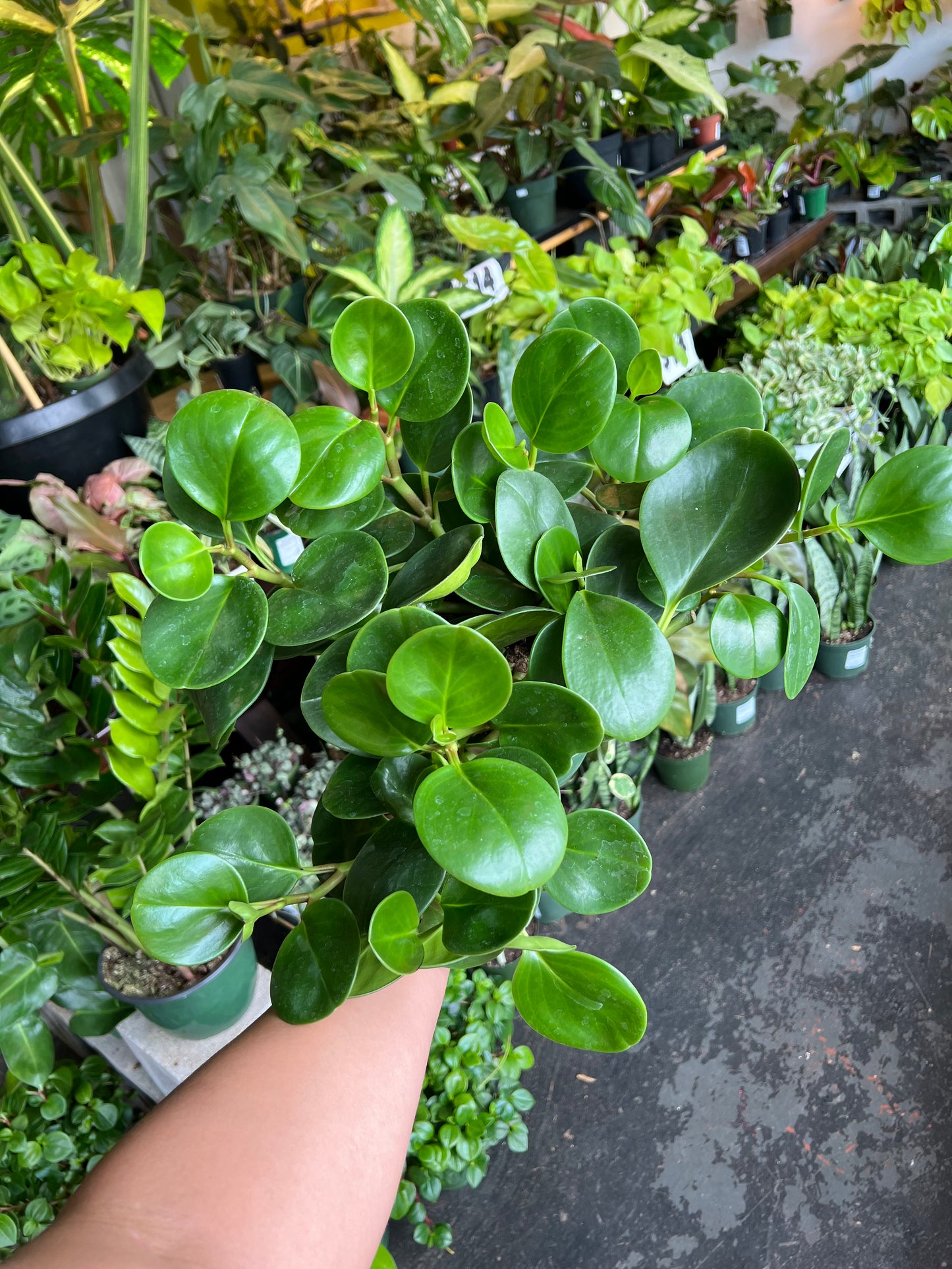 Peperomia ’Green’