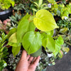 Philodendron Neon