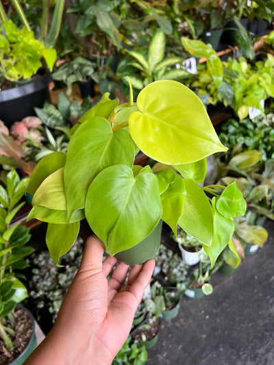 Philodendron Neon