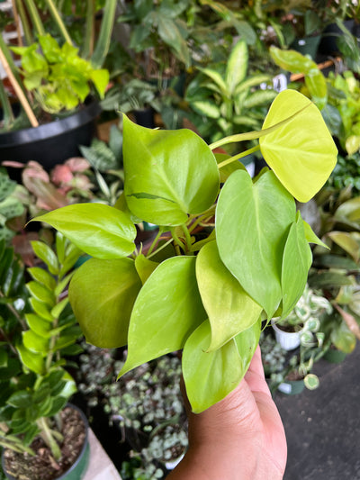 Philodendron Neon