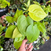 Philodendron Neon