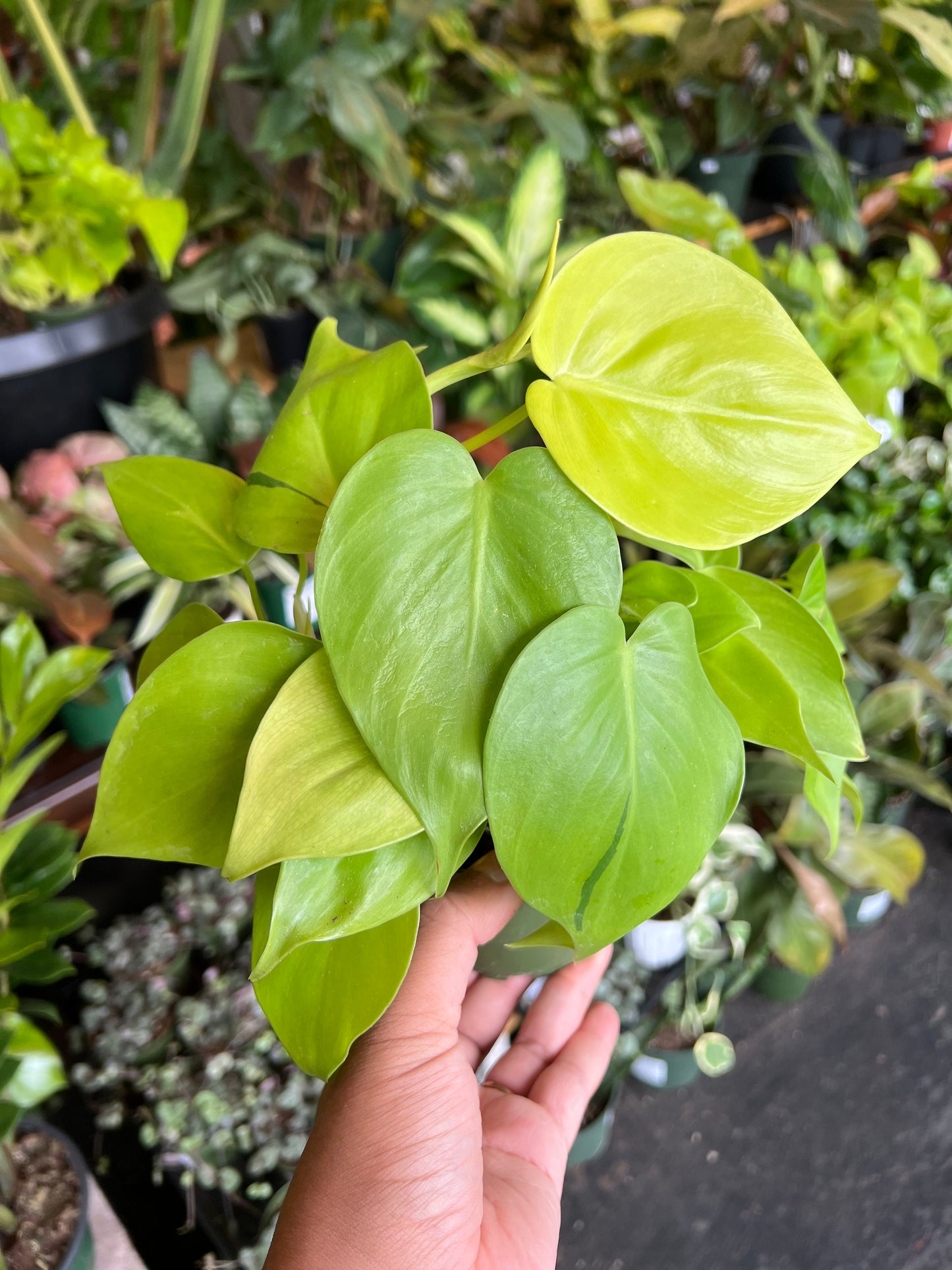 Philodendron Neon