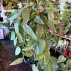 Pothos ‘Cebu Blue’