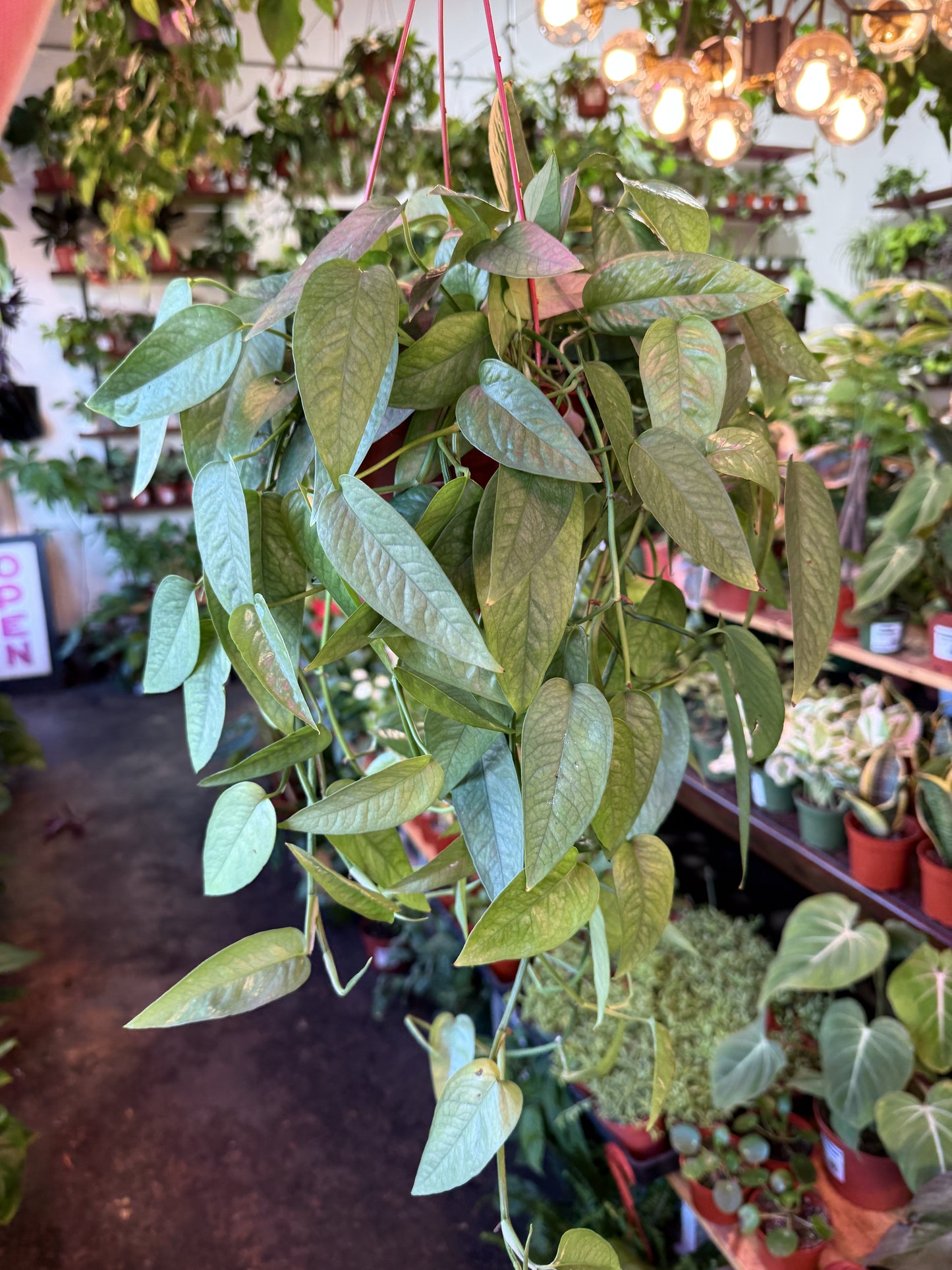 Pothos ‘Cebu Blue’