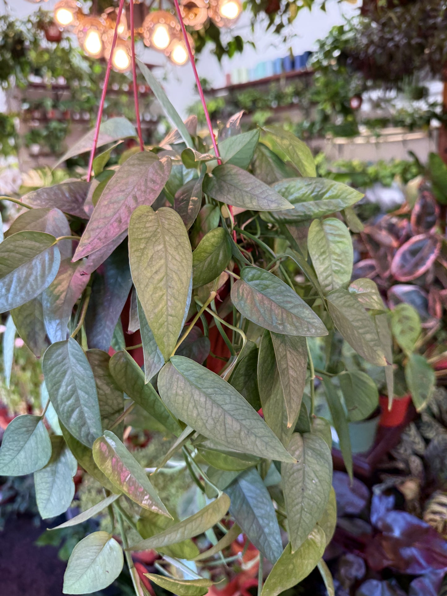 Pothos ‘Cebu Blue’