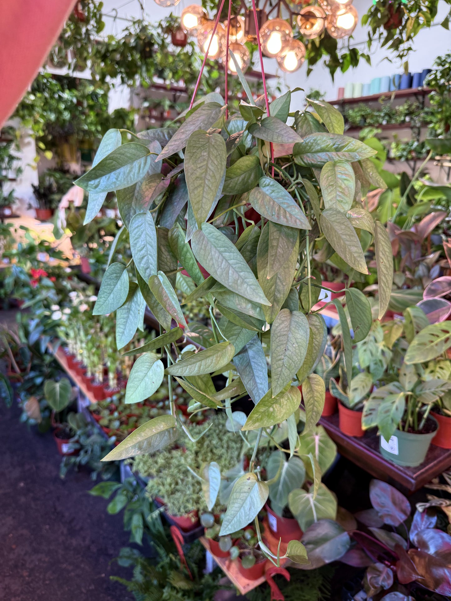 Pothos ‘Cebu Blue’