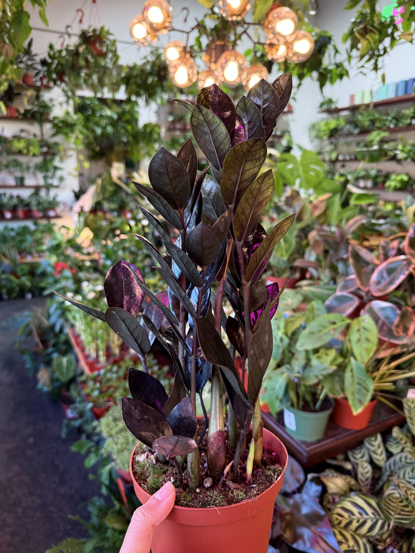 ZZ Zamioculcas ‘Black Queen’