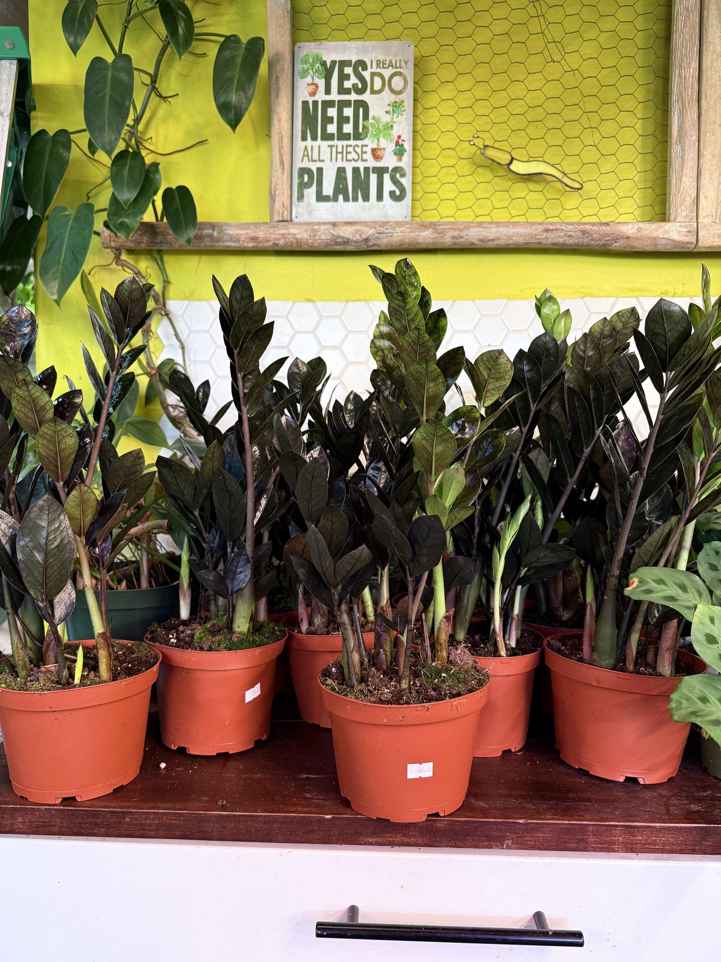 ZZ Zamioculcas ‘Black Queen’