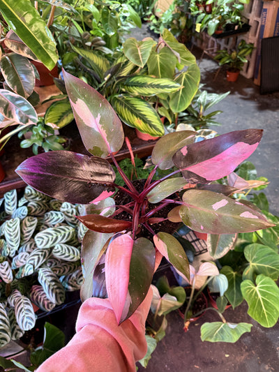 Philodendron 'Pink Princess'