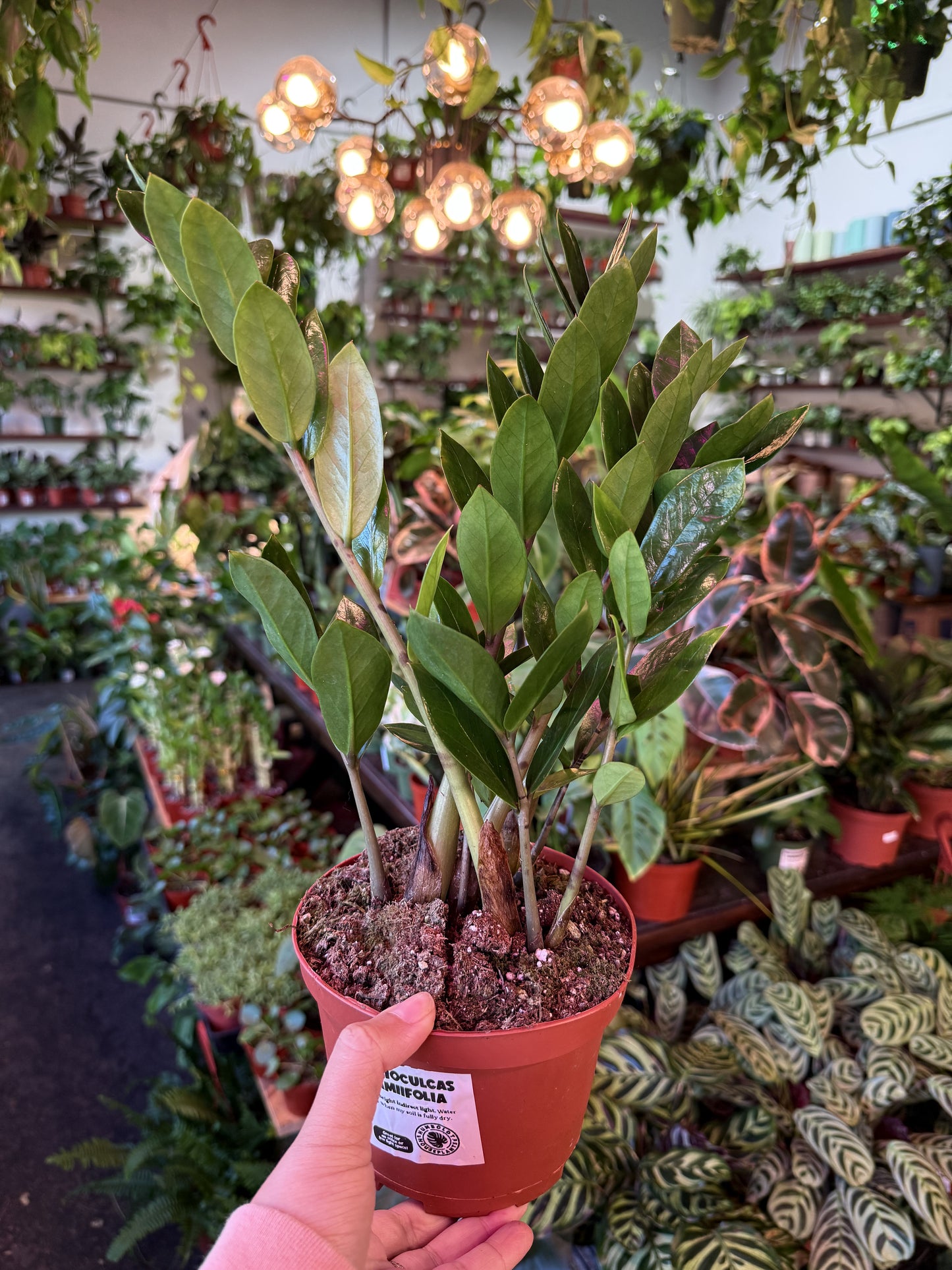 ZZ Plant 'Zamioculcas Zamiifolia'