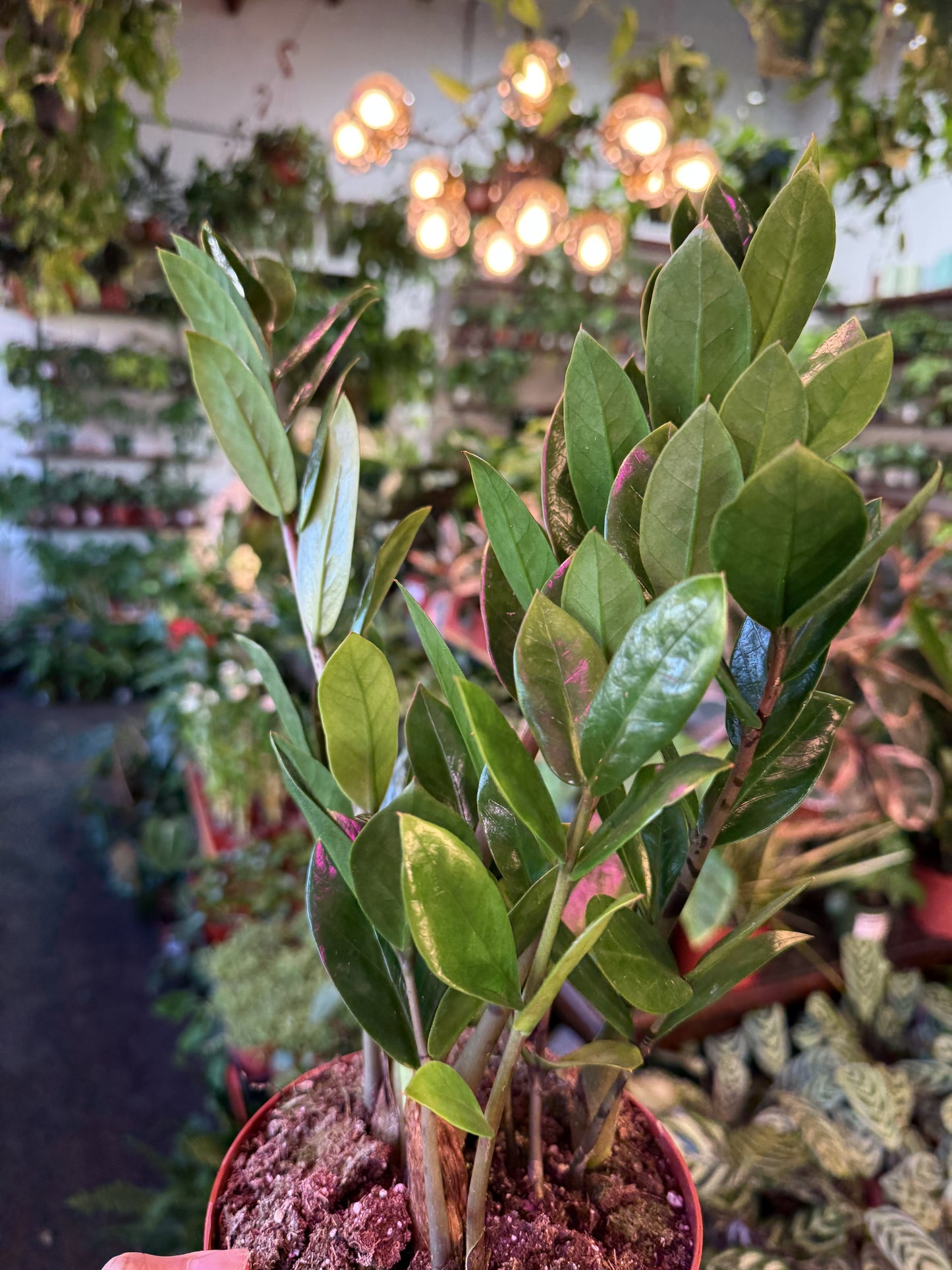 ZZ Plant 'Zamioculcas Zamiifolia'