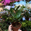 ZZ Plant 'Zamioculcas Zamiifolia'