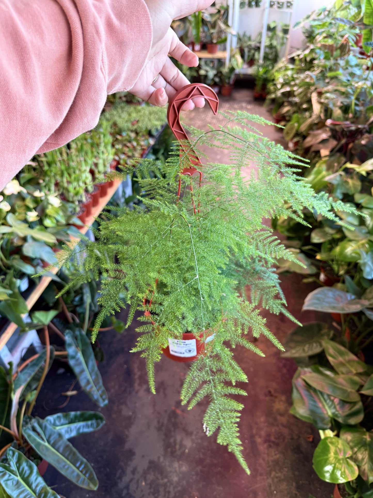 Fern ‘Asparagus’