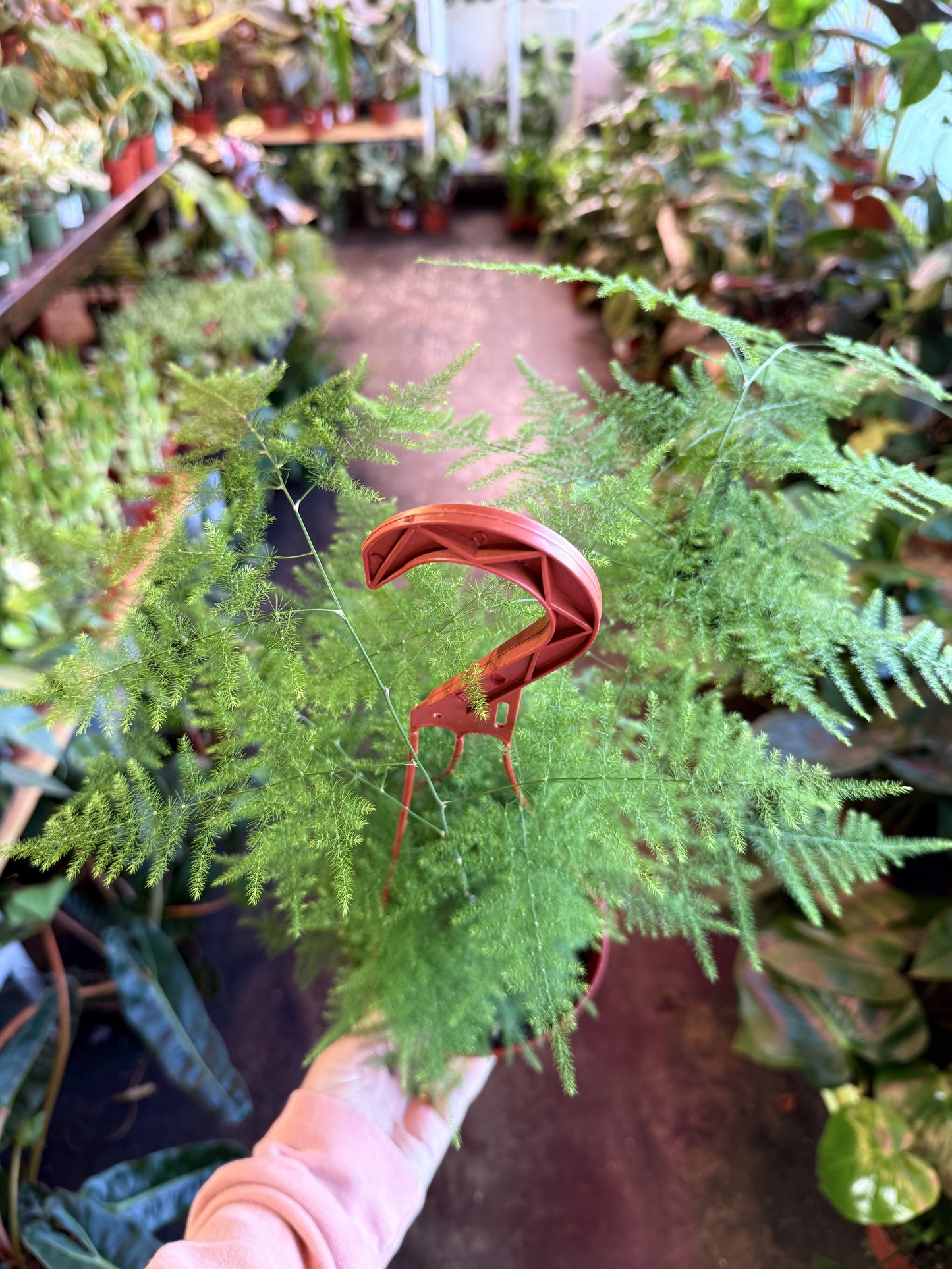 Fern ‘Asparagus’