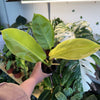 Philodendron 'Moonlight'