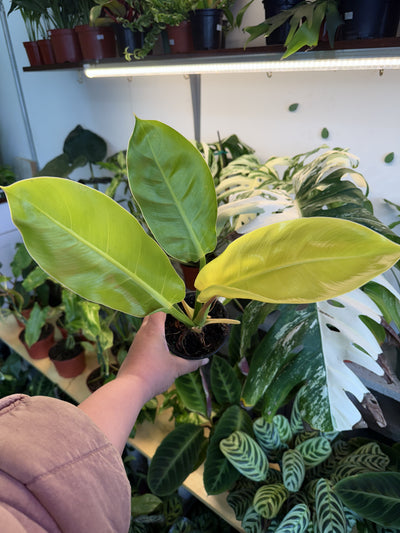 Philodendron 'Moonlight'