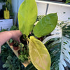 Philodendron 'Moonlight'