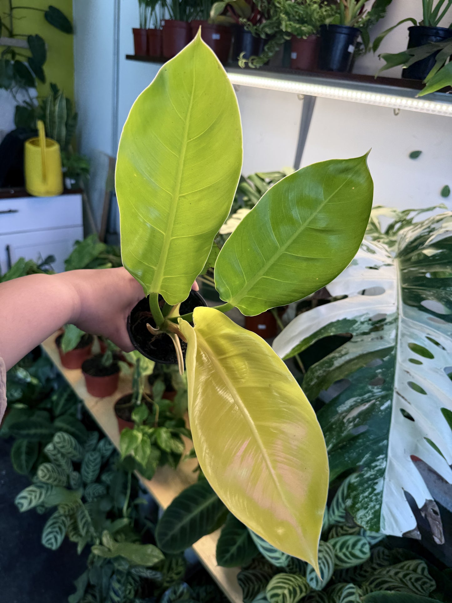 Philodendron 'Moonlight'