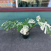 Monstera 'Albo Variegata' #1